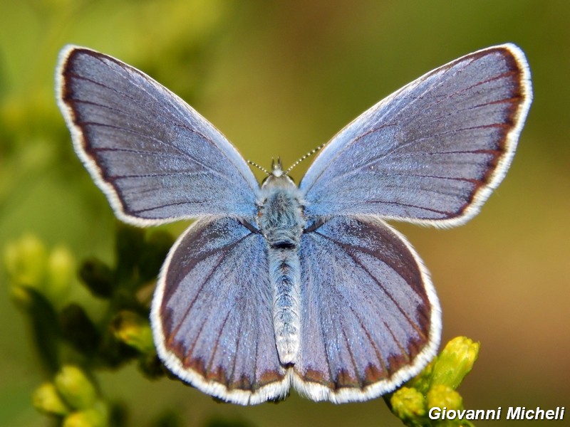 Plebejus argus